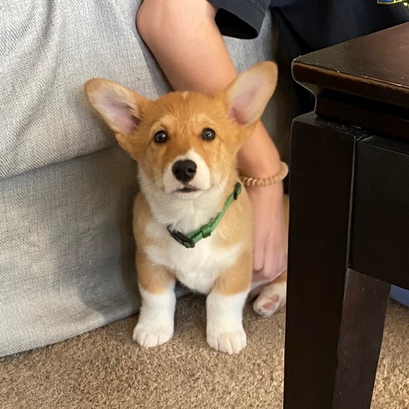 Meet the Posher Other - Meet your Posher, Brendan